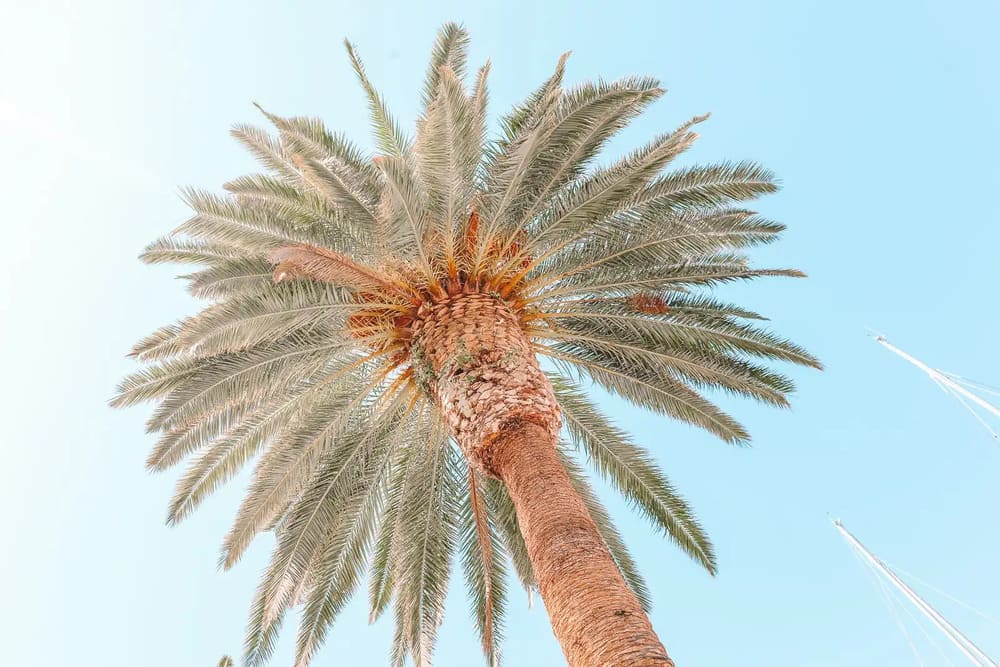 Palm fronds against the Dalmatian summer sky
